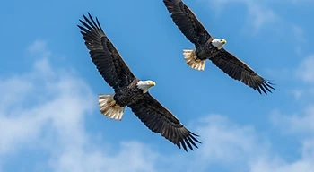 Birds soaring with spread wings against the sky.