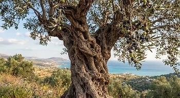 An ancient olive tree with ripe olives.