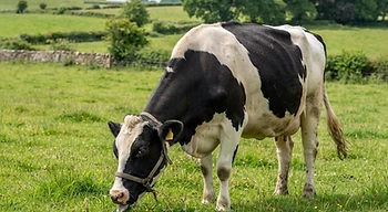 A cow grazing in a green pasture.