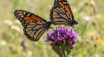 Paired butterflies on a flower.