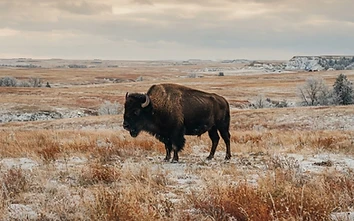 A lone buffalo standing steady in a wide winter prairie