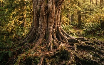 An ancient cedar tree with deep visible roots in golden light