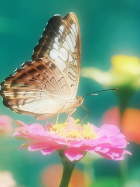 I Stayed Long Enough to See It — still frame 2