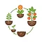 Plant Life Cycle
