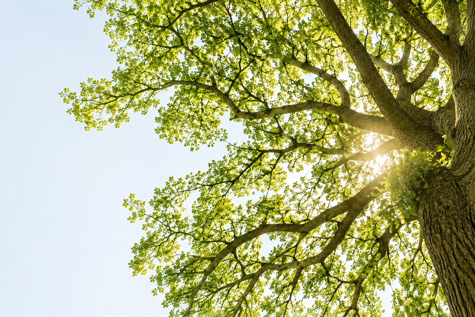 Sunlight filtering through the canopy of a mature tree