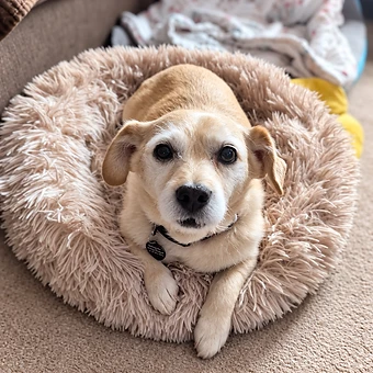 Molly - available for adoption at Before the Bridge Senior K9 Rescue