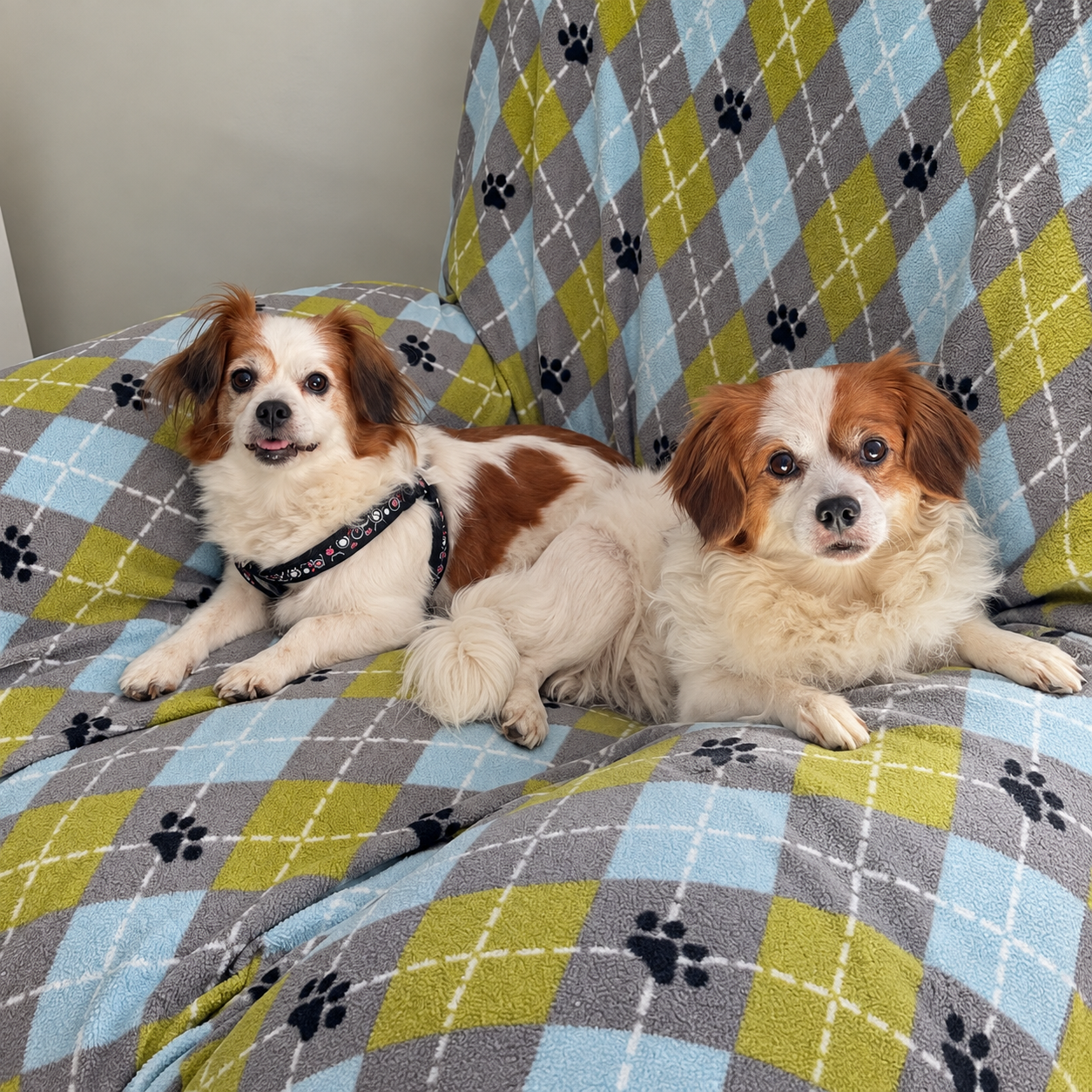 Susie & Summer - photo 2