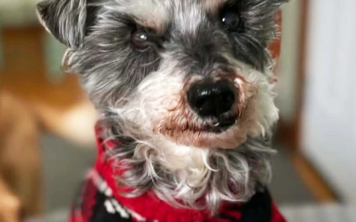 Dexter, a senior rescue dog resting comfortably in care at Before the Bridge Senior K9 Rescue in Winnipeg, Manitoba
