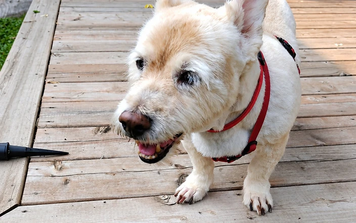 Roxy, a senior dog available for adoption through Before the Bridge Senior K9 Rescue in Winnipeg, Manitoba