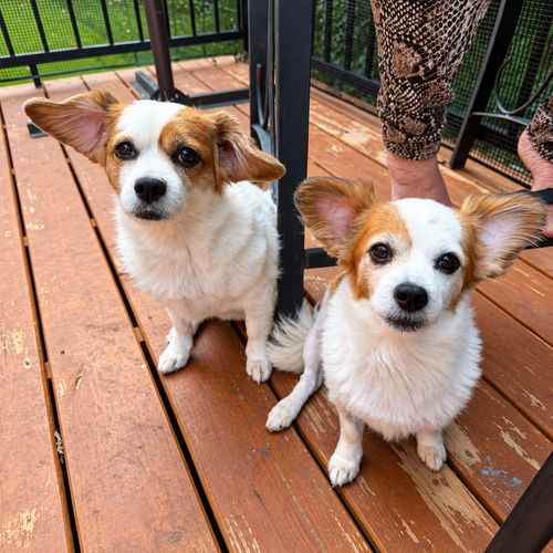 Susie & Summer - photo 1