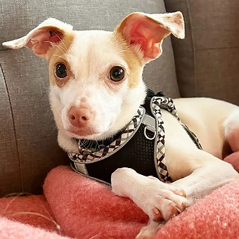 Edgar - available for adoption at Before the Bridge Senior K9 Rescue