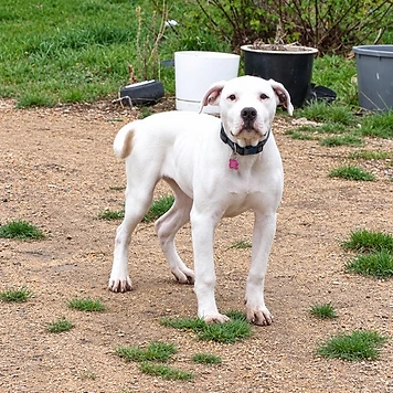 Fuschia - available for adoption at Before the Bridge Senior K9 Rescue