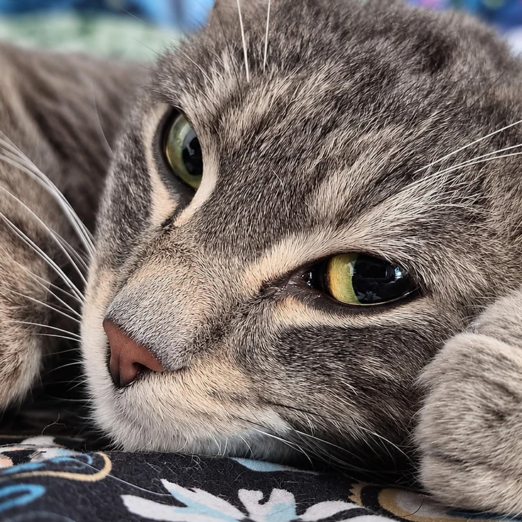 Theo - available for adoption
