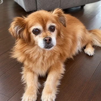 Brownie - available for adoption at Before the Bridge Senior K9 Rescue