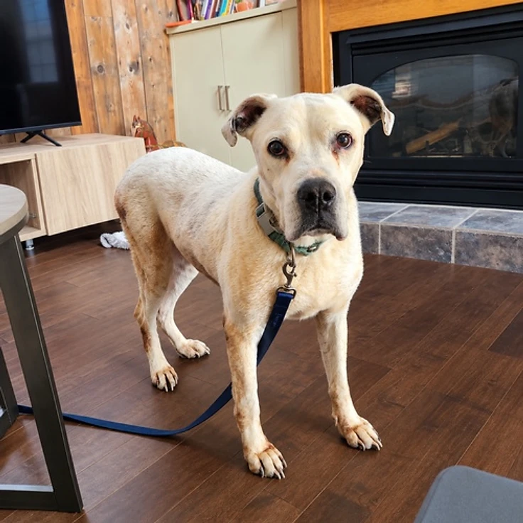 Fuschia - available for adoption