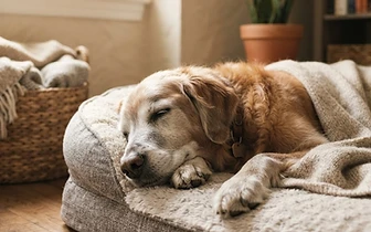 Caring for a Senior Dog's Aging Joints
