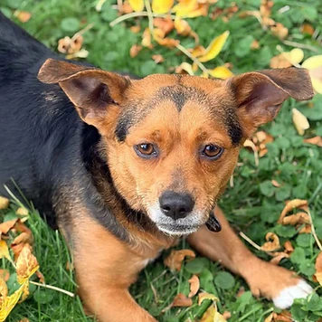 Boots - available for adoption at Before the Bridge Senior K9 Rescue
