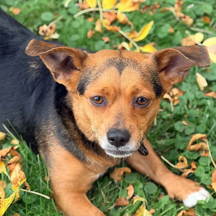 Boots - available for adoption