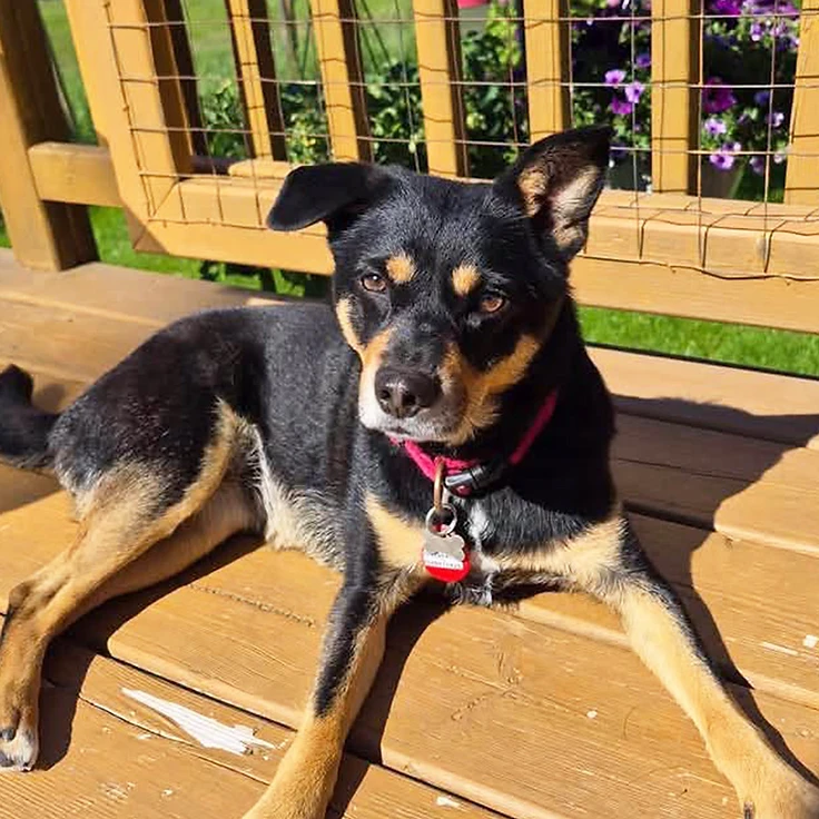 Millie - available for adoption