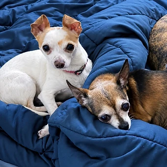 Tucker & Miss Roxy - available for adoption at Before the Bridge Senior K9 Rescue