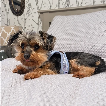 Bandit - available for adoption at Before the Bridge Senior K9 Rescue