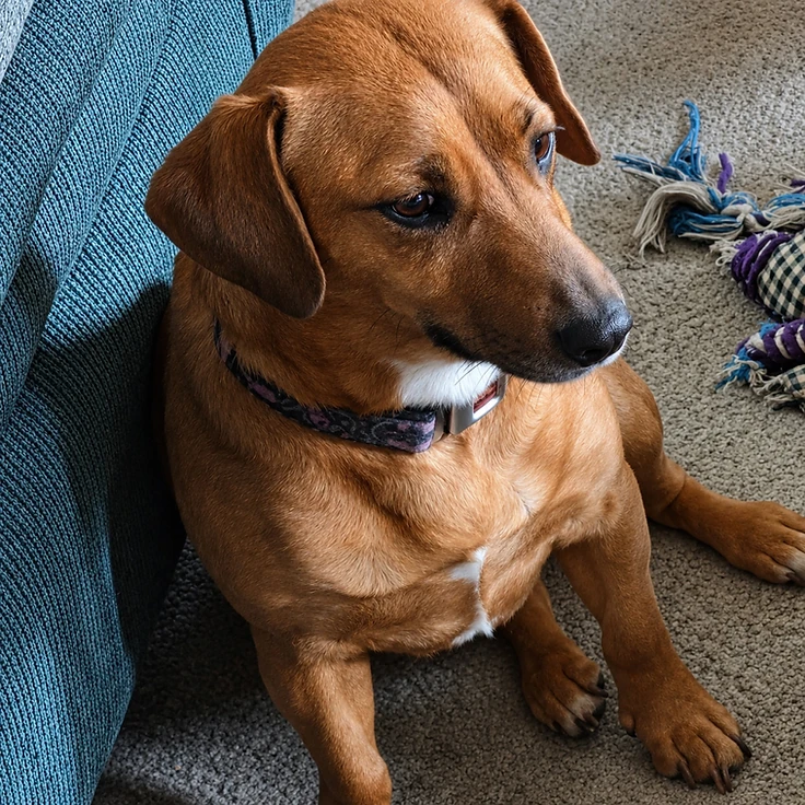 Meika - available for adoption