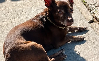 Before the Bridge Senior K9 Rescue Gives Senior Dogs a Second Chance at Love