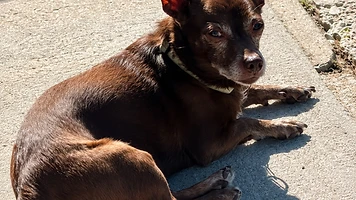 Before the Bridge Senior K9 Rescue Gives Senior Dogs a Second Chance at Love