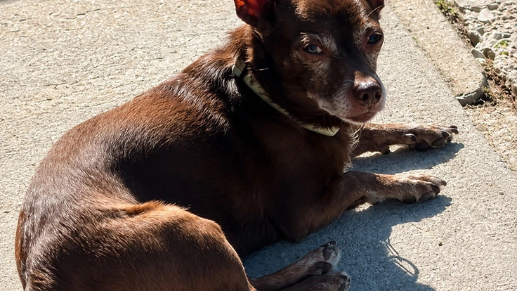 Giving Senior Dogs in Winnipeg the Second Chance They Deserve - video feature from Before the Bridge Senior K9 Rescue in Winnipeg