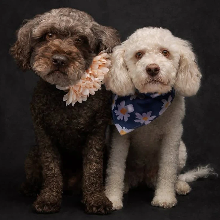 Lena & Lizzie - available for adoption