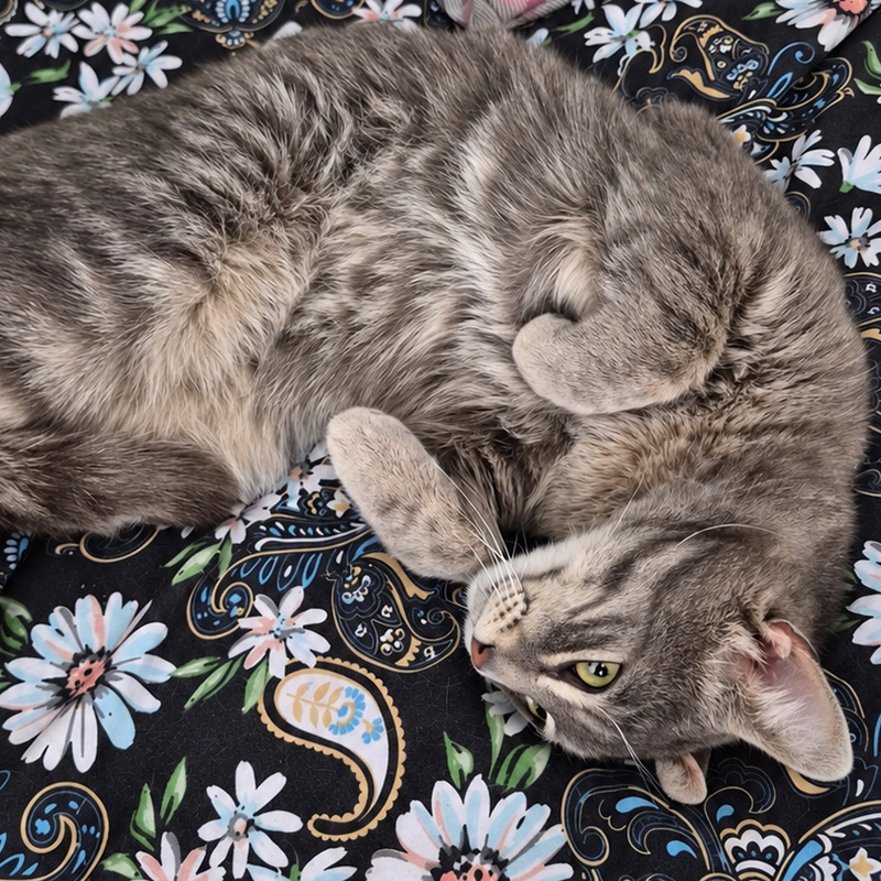 Theo - photo 2