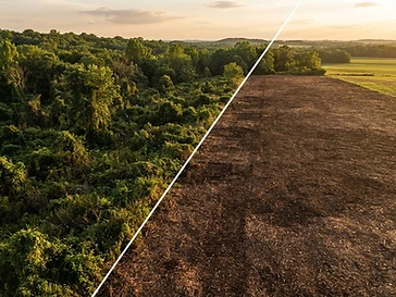 Cedar Ridge Reclamation — before and after clearing