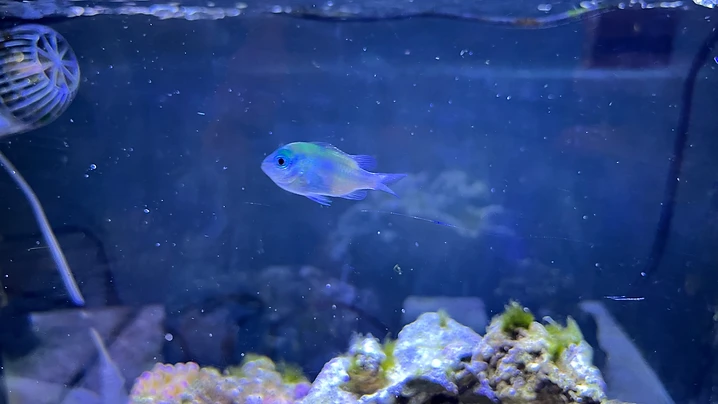 Iridescent Reef Fish