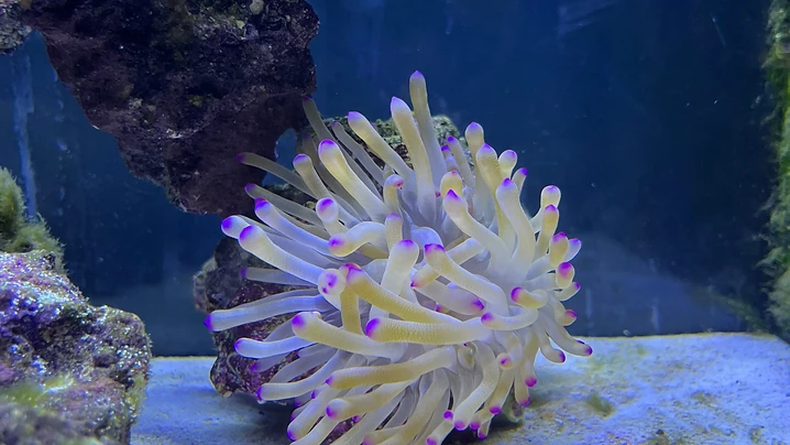 Anemone in the Blue
