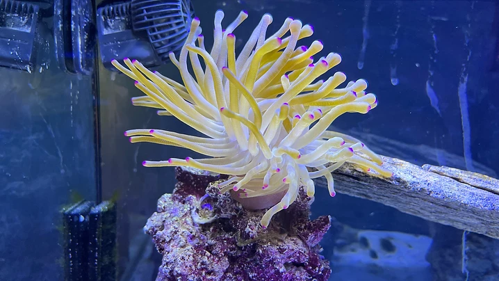Haitian Sea Anemone