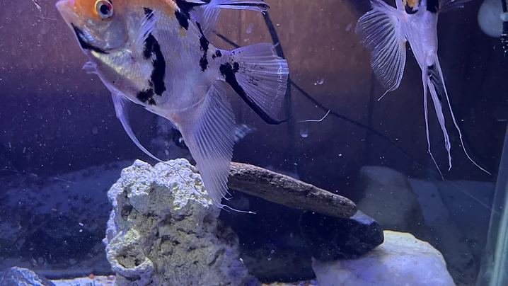 Community Tank Pair