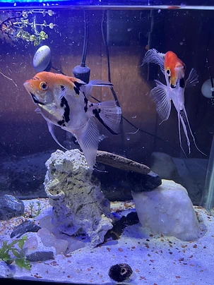 Community Tank Pair
