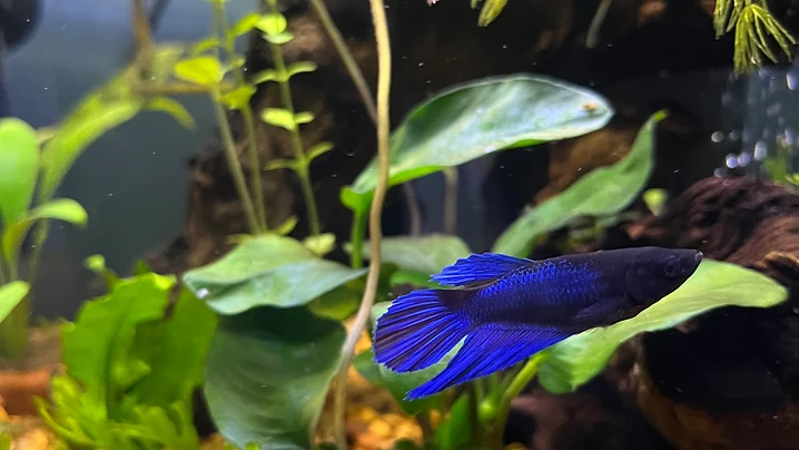 Blue Betta in the Planted Aquascape