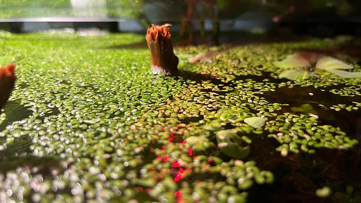 Floating Duckweed Canopy