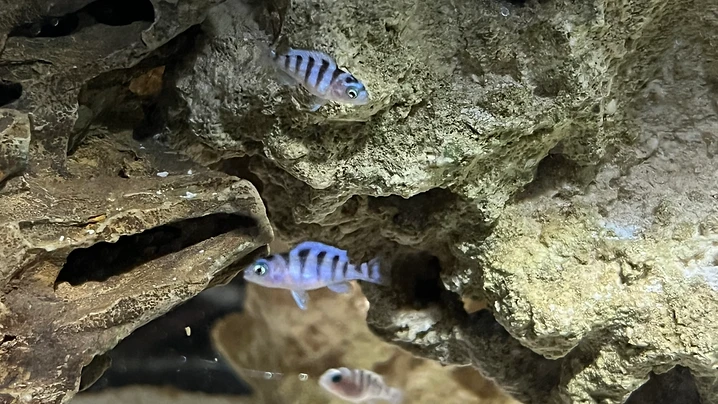 Juvenile Fish Schooling