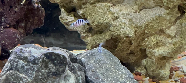 Juvenile Kenyi cichlid (Maylandia lombardoi) with pale blue body and dark vertical stripes among rocky aquarium decor