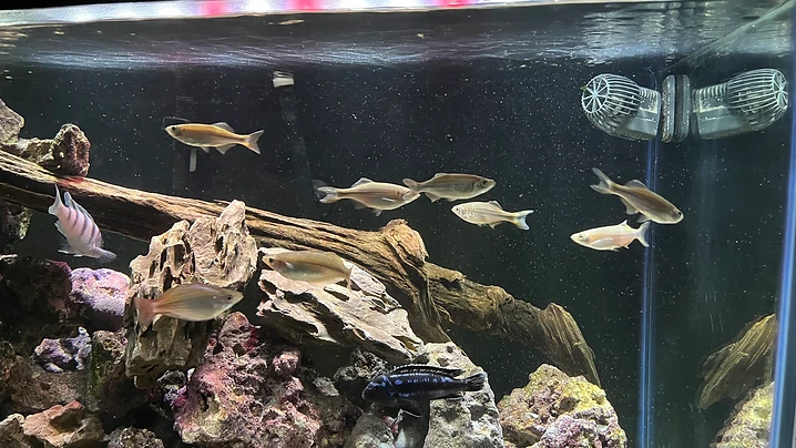 Community Tank Around the Driftwood