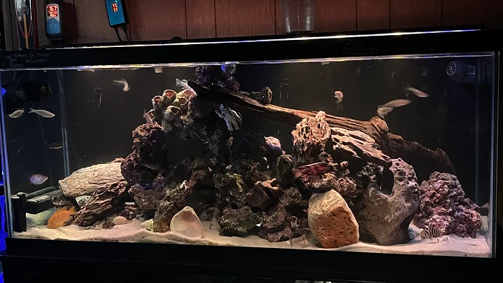 75 Gallon Driftwood Aquascape