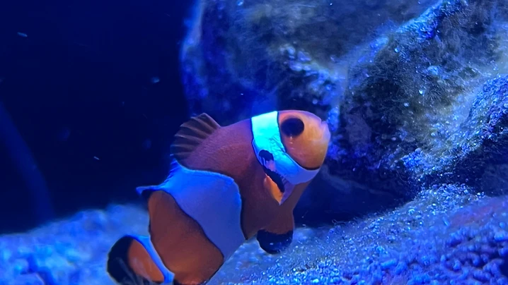 Clownfish on the Reef