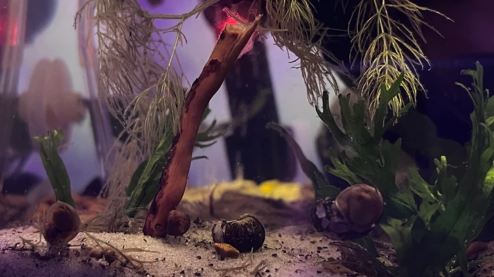 Snails on the Sandy Substrate