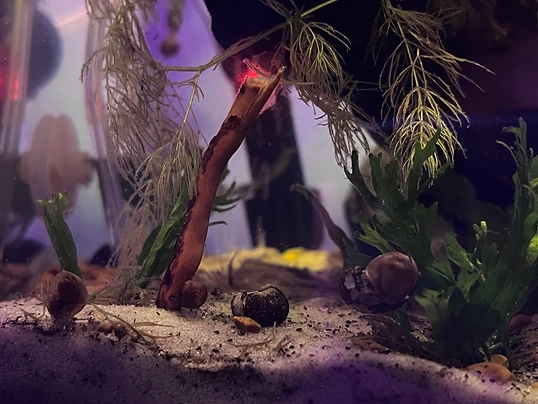 Snails on the Sandy Substrate