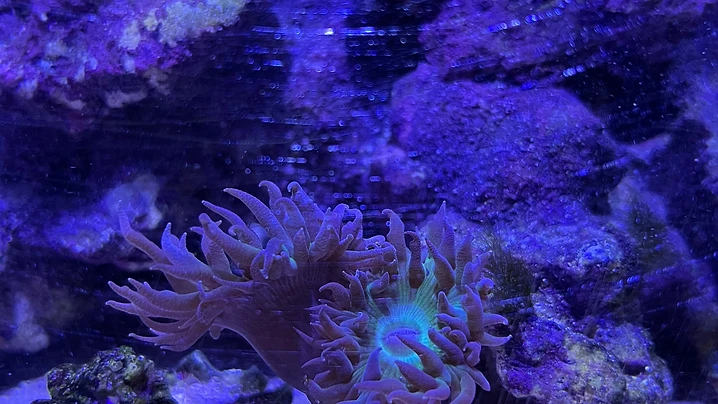 Duncan Coral Under Actinic Light