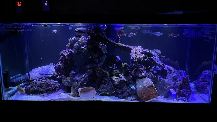 Cichlid Tank Under Blue Light