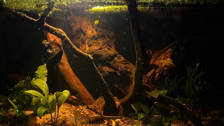 Driftwood & Duckweed