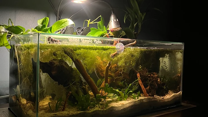 Driftwood Aquascape Under LED Light
